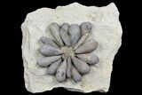 Jurassic Fossil Urchin (Firmacidaris) - Amellago, Morocco #179475-1